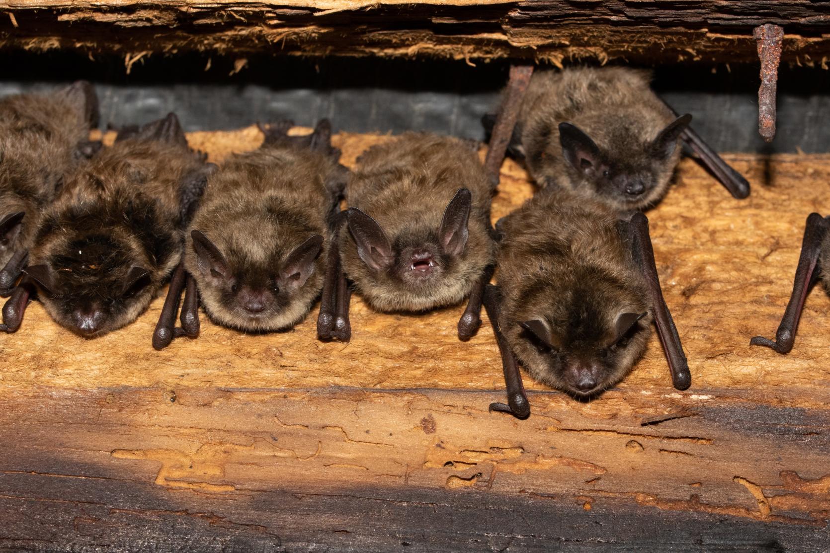 Little brown bats