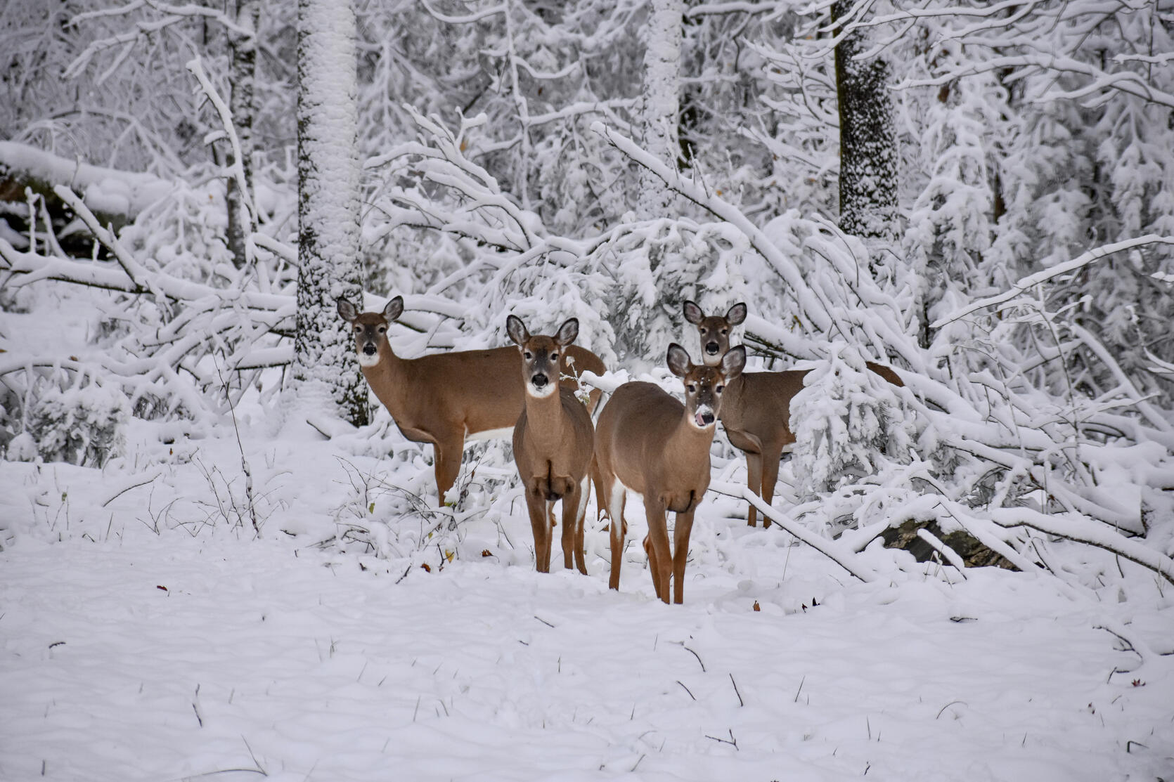 Why you shouldn't feed wildlife this winter