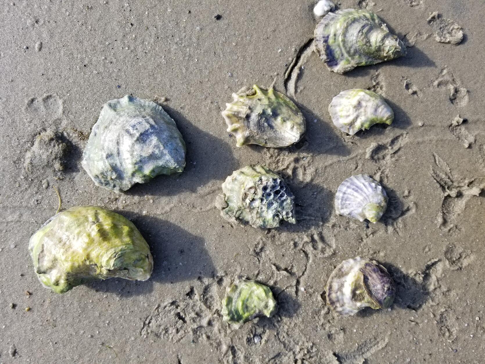 Different size oysters on the beach
