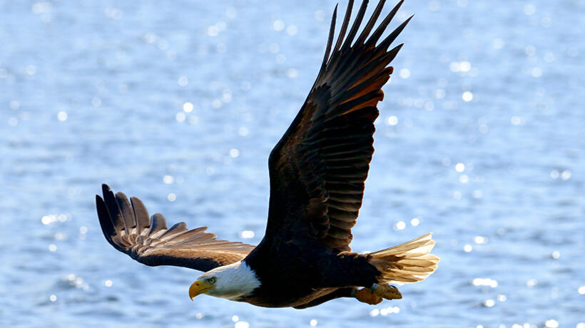 Bald Eagle