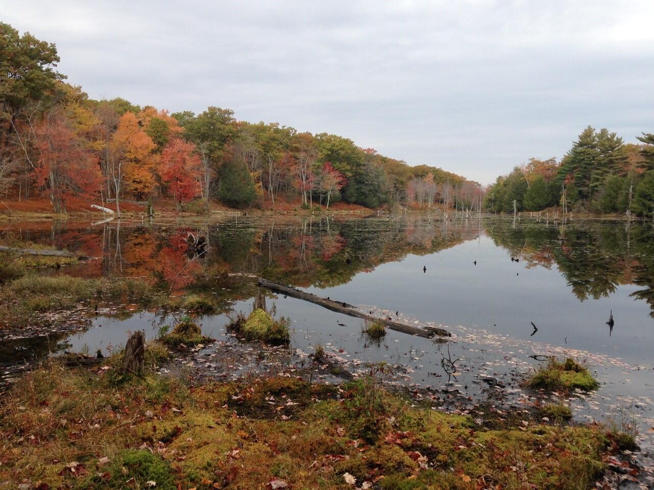 Walter Cowls Jones Working Forest Conservation Restriction