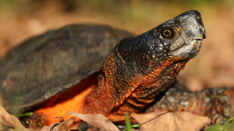 Mike Jones wood turtle