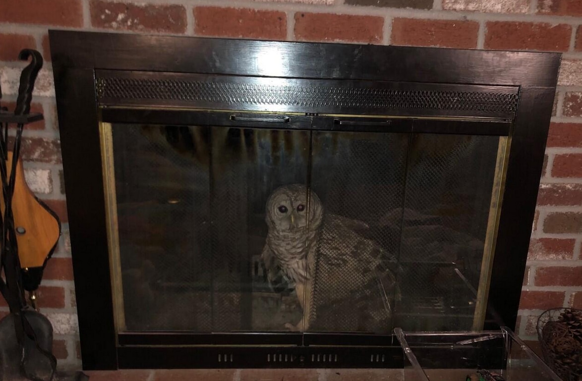 Barred owl in fireplace