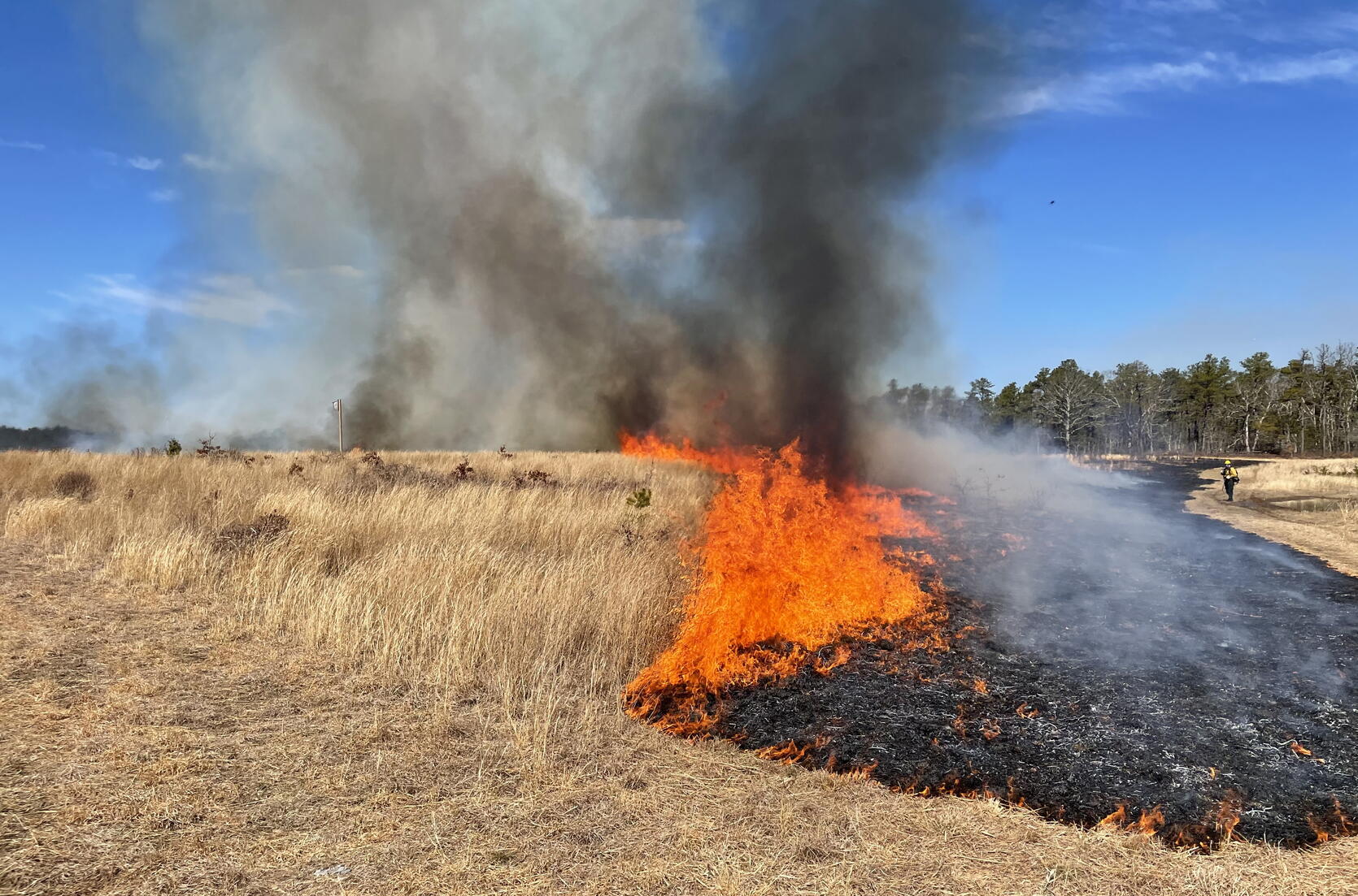 prescribed fire at frances crane wma