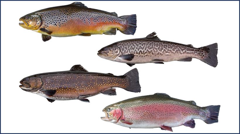 Rainbow, brook, brown, and tiger trout