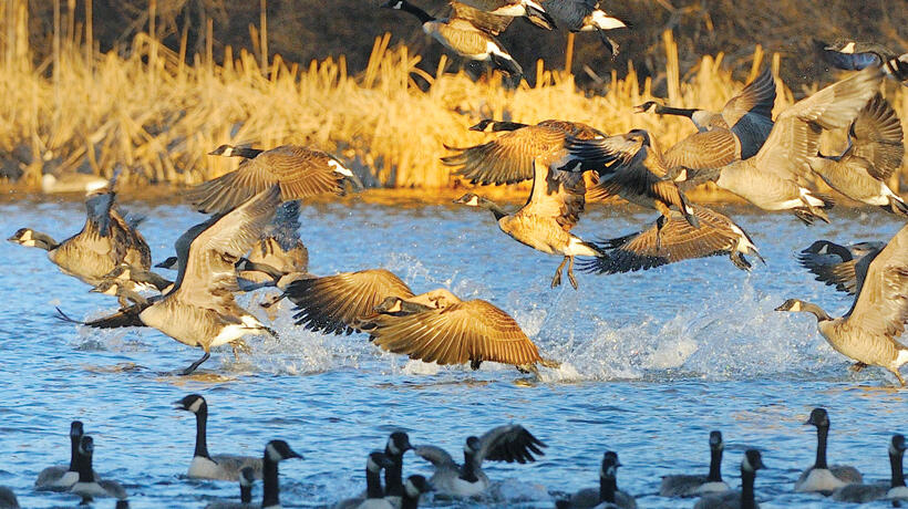 Canada geese