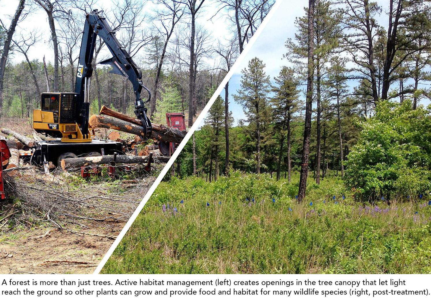 Before and after selective tree cutting on WMA;  Caption: A forest is more than just trees. Active habitat management (left) creates openings in the tree canopy that let lightreach the ground so other plants can grow and provide food and habitat for many wildlife species (right, post-treatment).