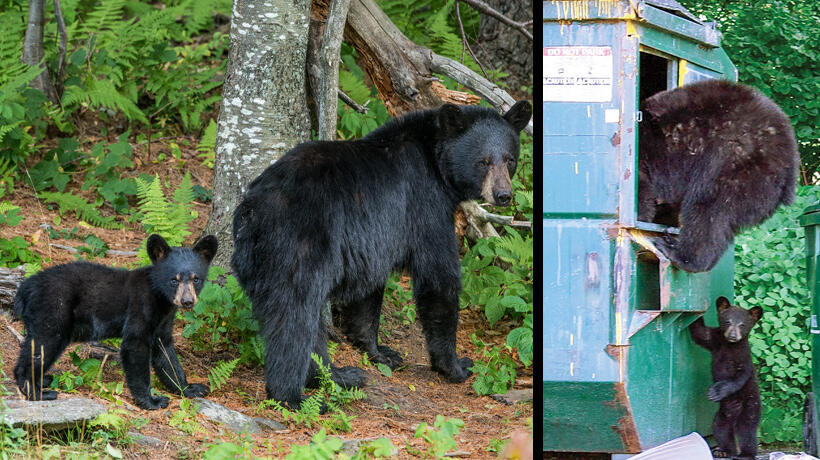 Bear cub and sow in forest; sow breaks into dumpster with cub nearby