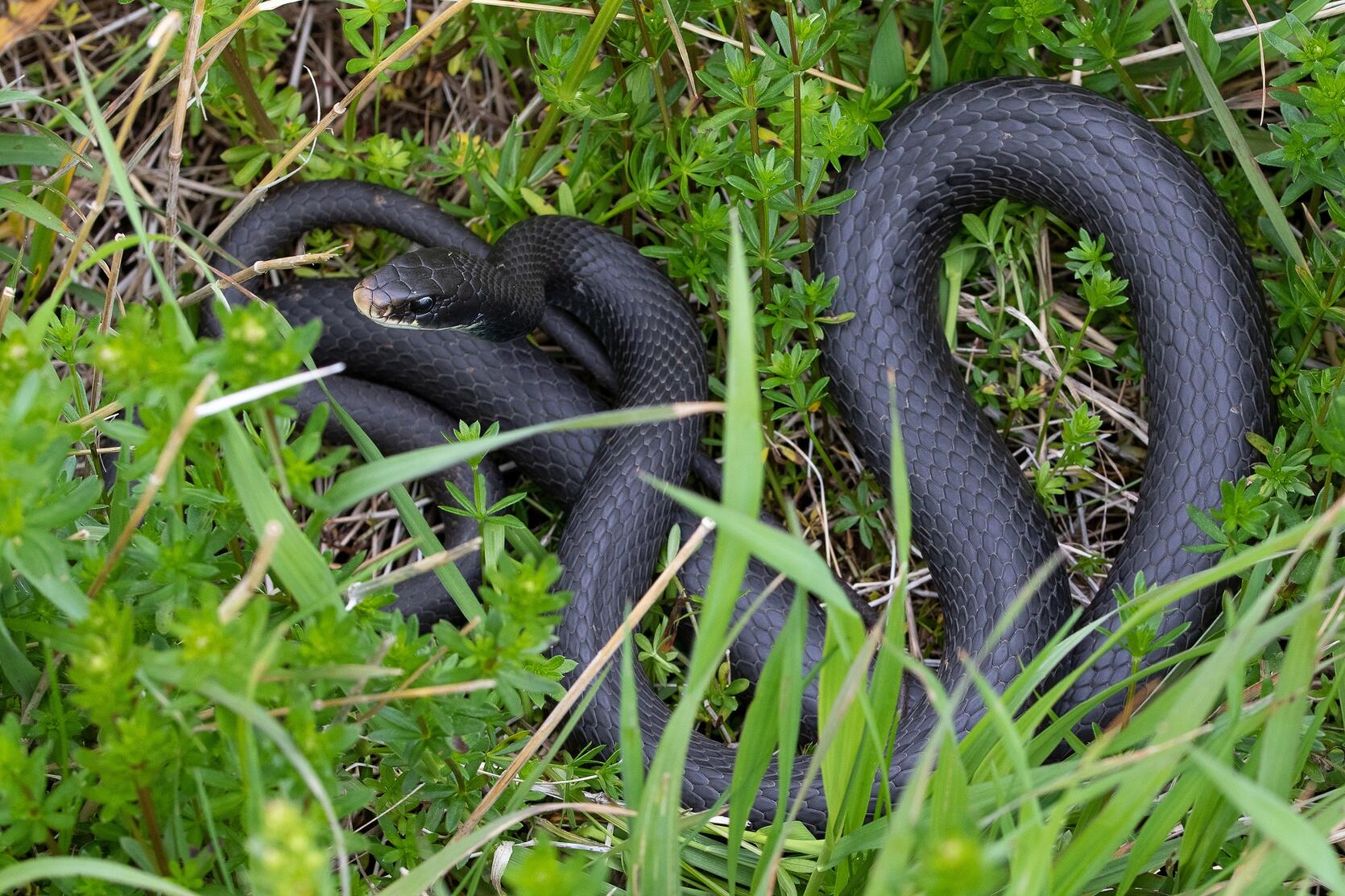 northern black racer snake