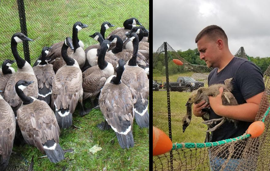 Canada geese in a net, and MassWildlife biologist holding two geese