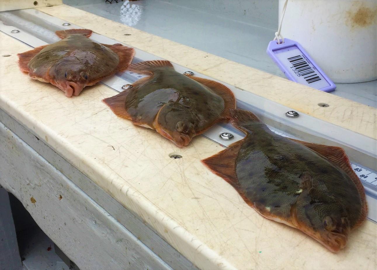 Winter flounder collected during the MA DMF fall 2021 bottom trawl survey.