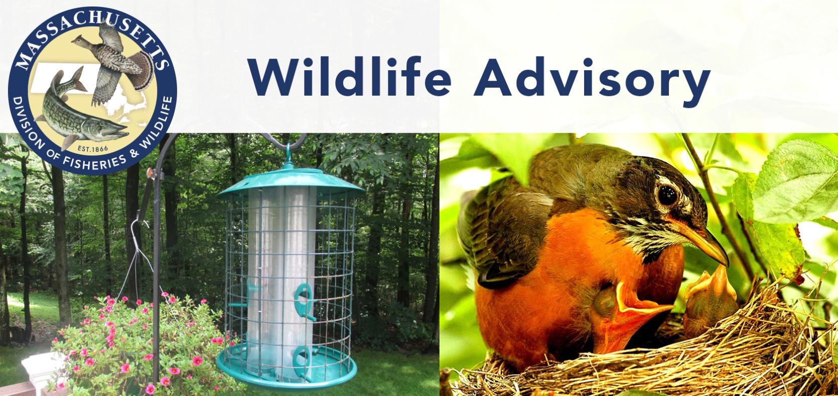 Wildlife Advisory with bird feeder and robins