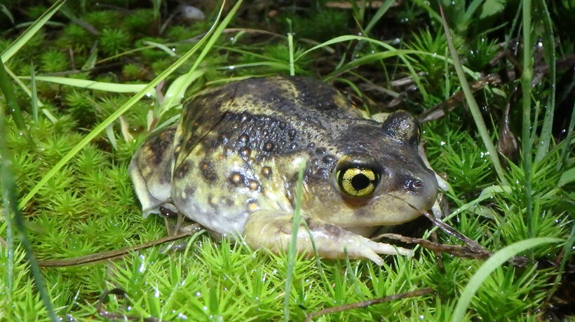 Eastern spadefoot