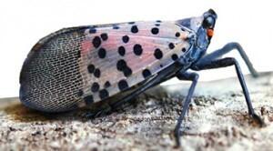 Adult Spotted Lanternfly