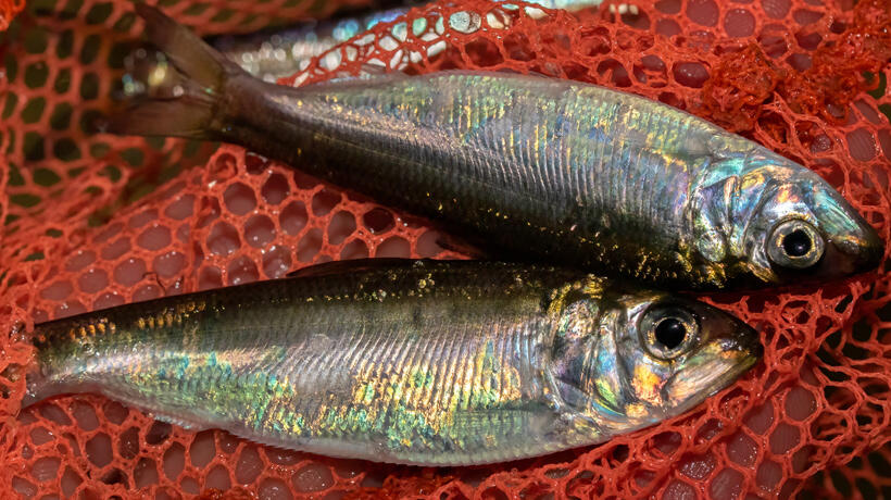 Two American shad in a net