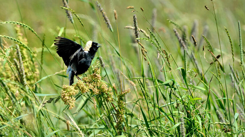 bobolink in grassland