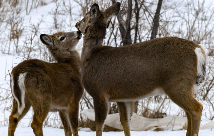 Two white-tailed deer nuzzle together with snowy background