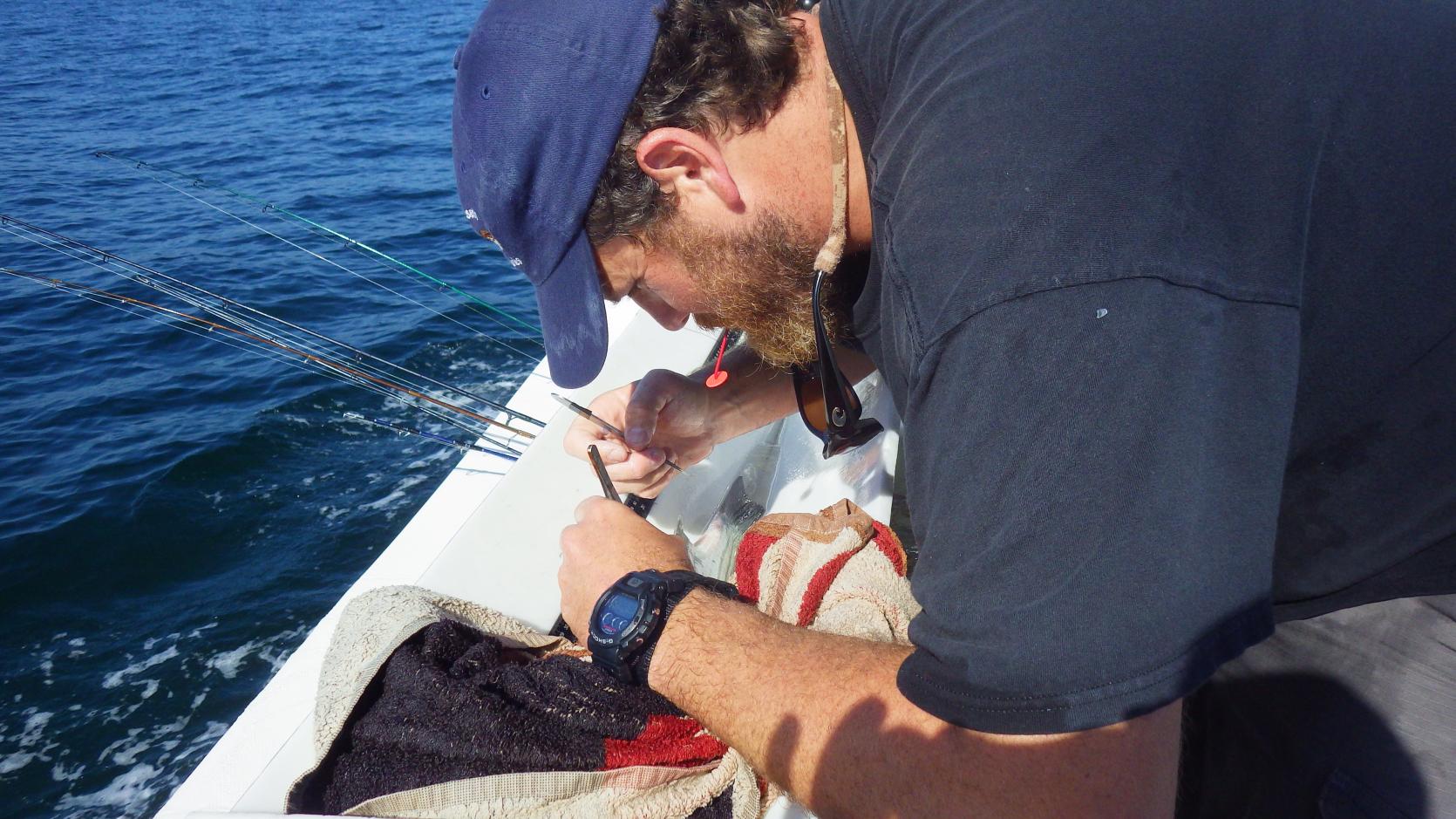 DMF’s Ben Gahagan tagging a striped bass with an acoustic receiver. 
