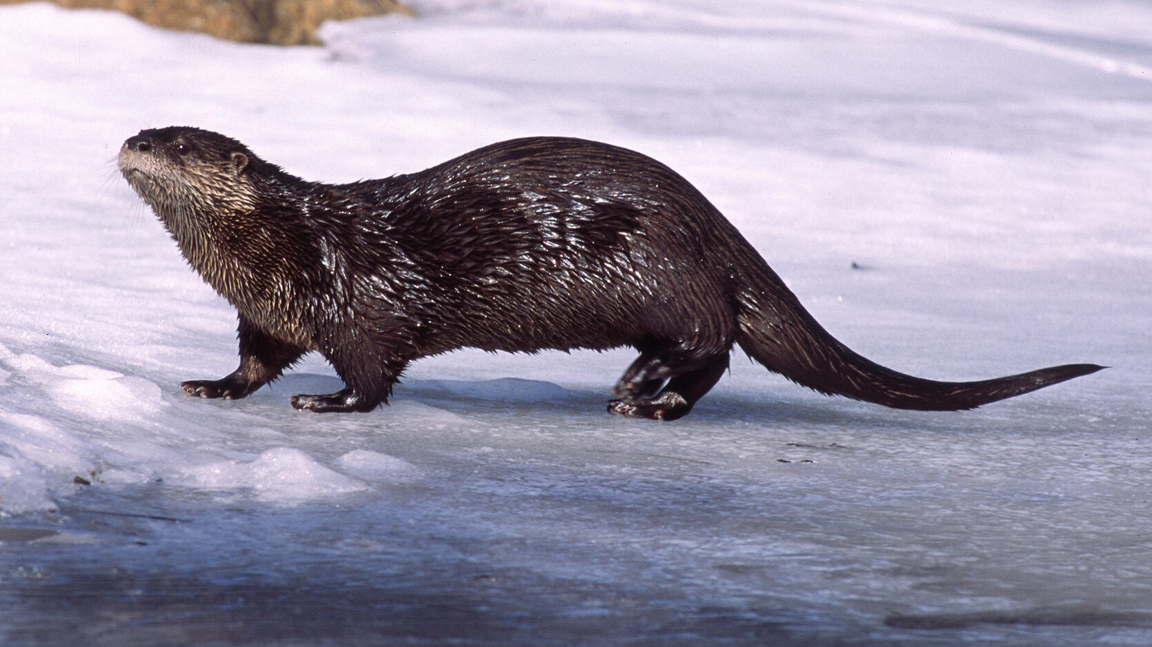 river otter