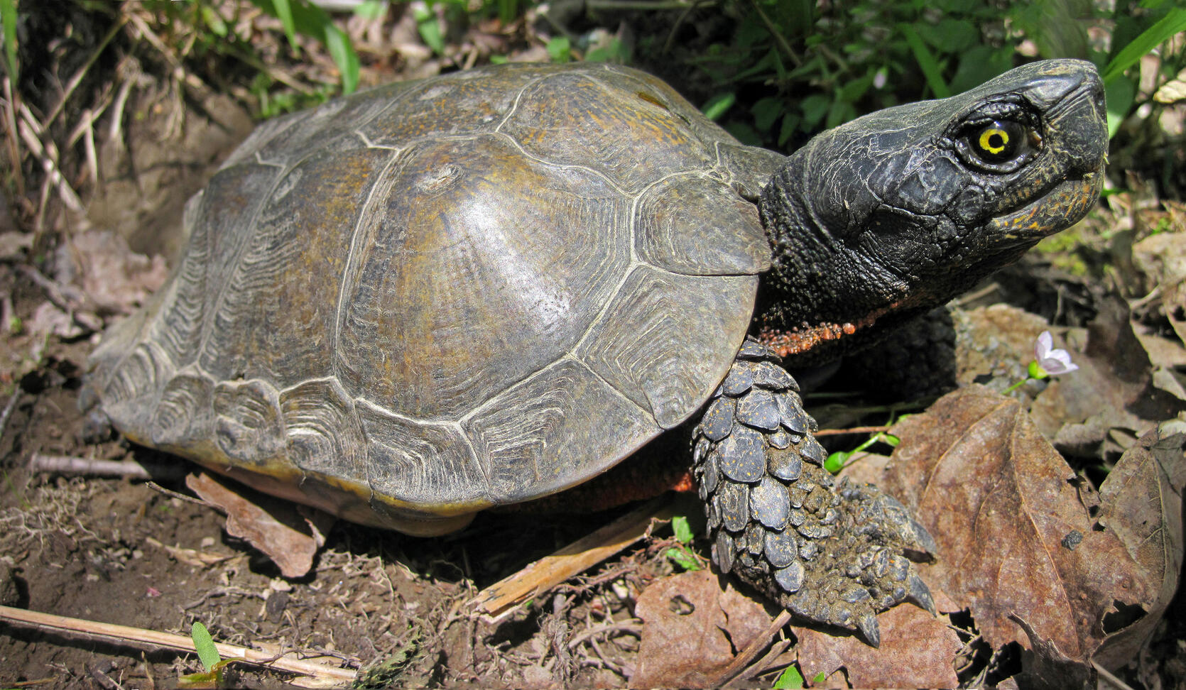 wood turtle