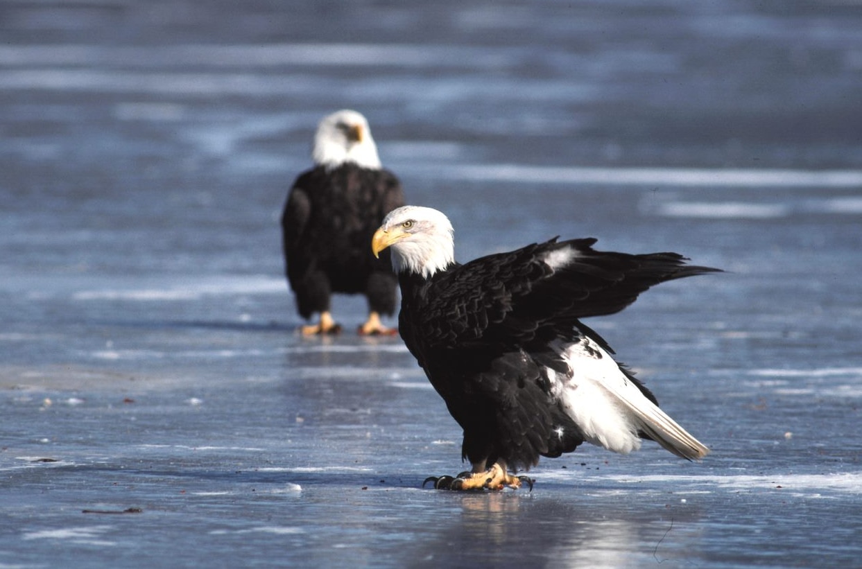 bald eagle on ice