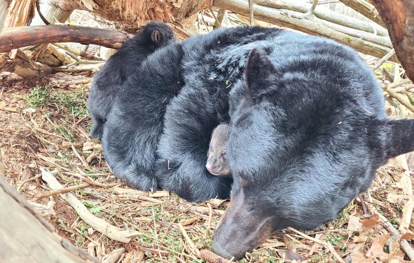 Black bear sow and her cubs in their winter den