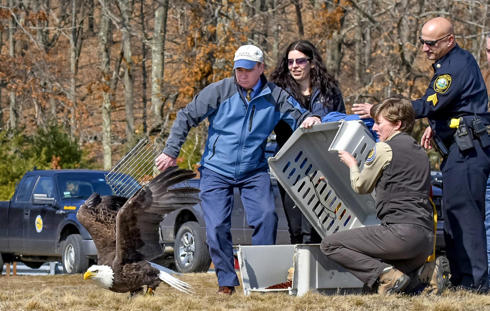 larson and others releasing a rehabilitated bald eagle