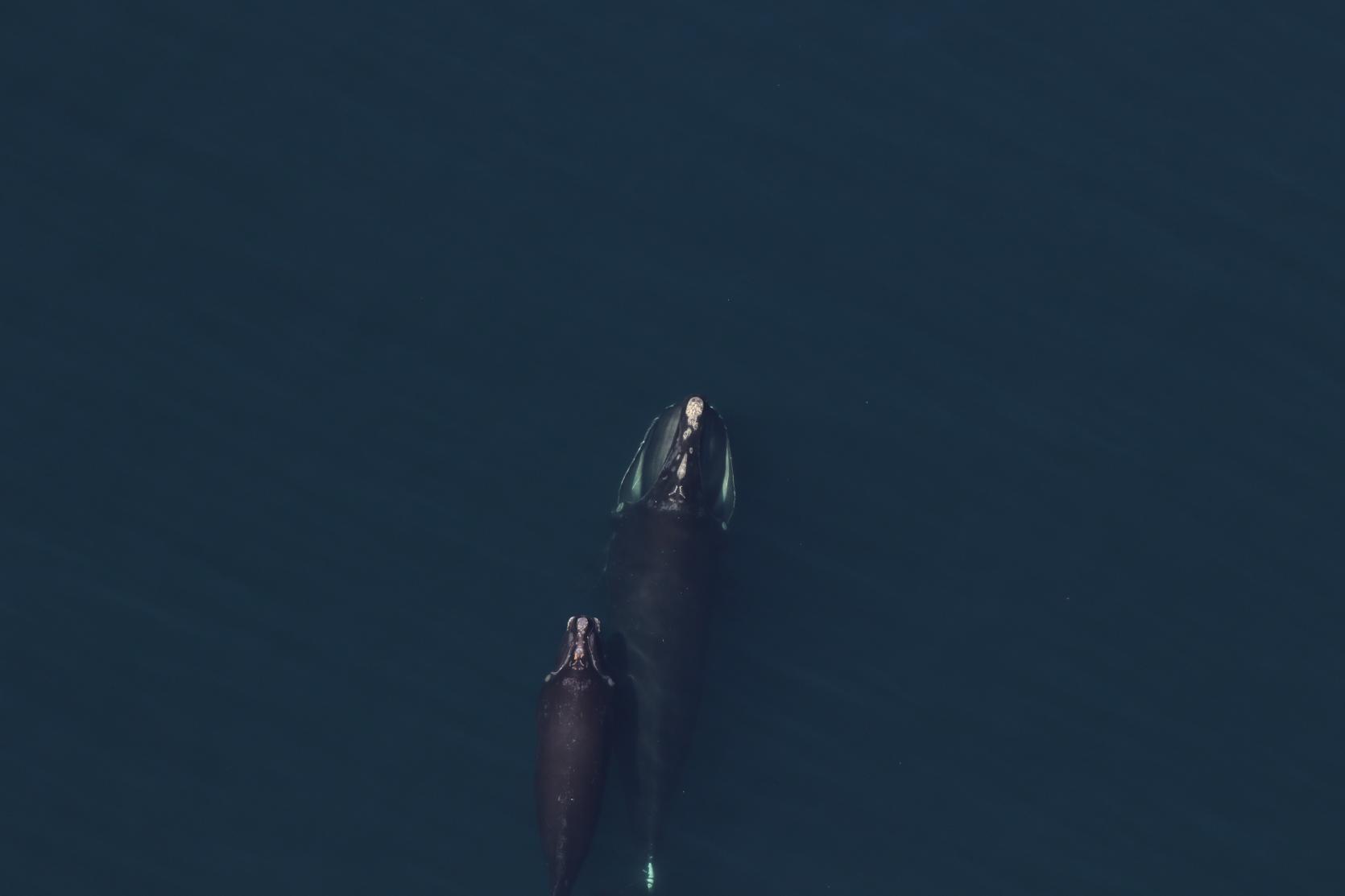 mother-calf right whale pair