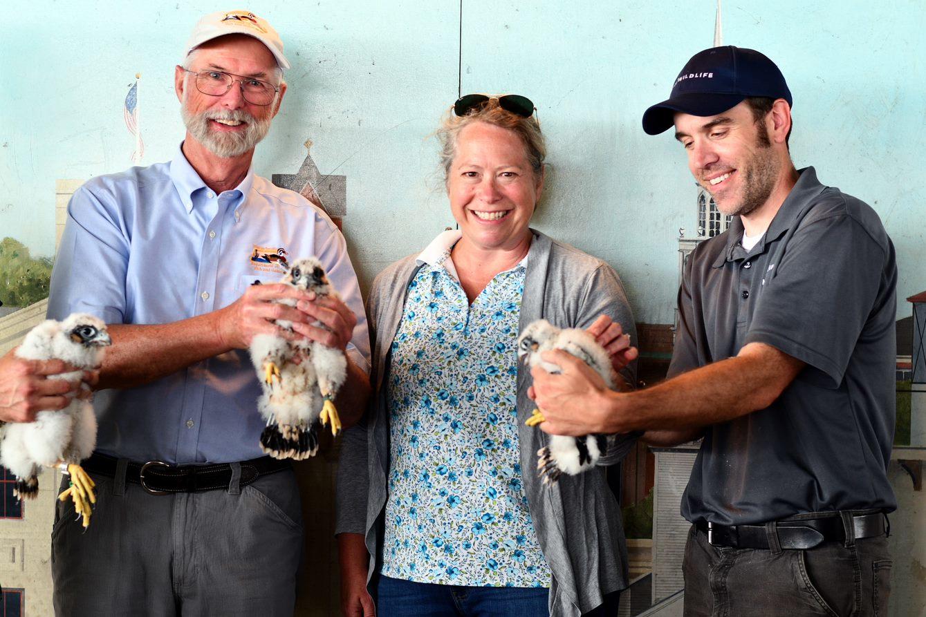 Energy and Environmental Affairs Secretary Beth Card (center), Department of Fish and Game Commissioner Ron Amidon (left), and David Paulson, MassWildlife’s Senior Endangered Species Review Biologist (right) participated in peregrine falcon chick banding today at the Gillis Bridge in the City of Newburyport.