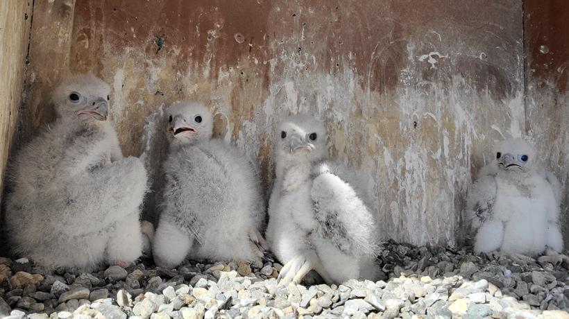 Four peregrine falcon chicks in a nest box