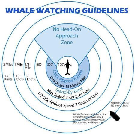 Whale Watching Guidelines