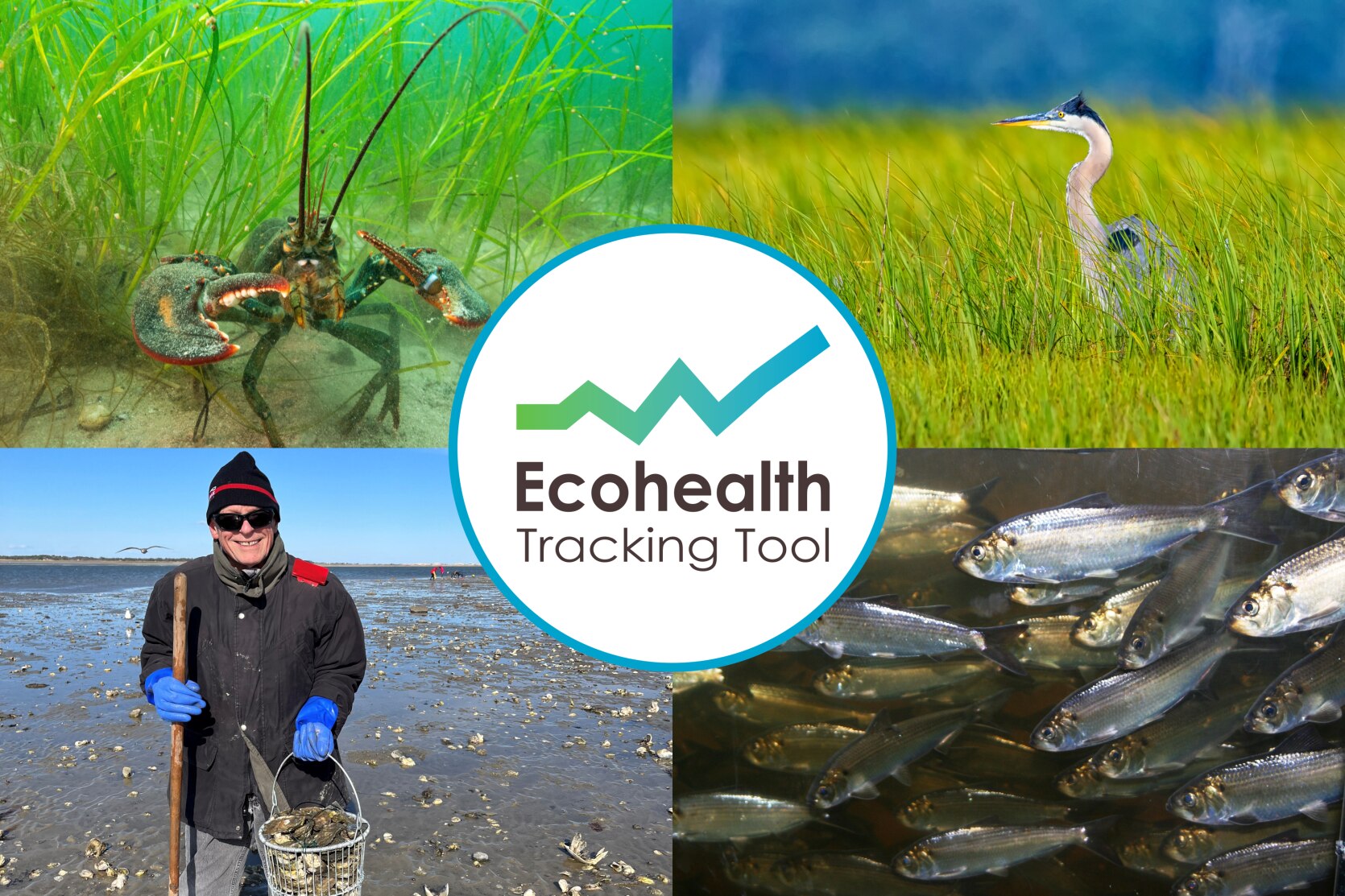 Ecohealth Tracking Tool