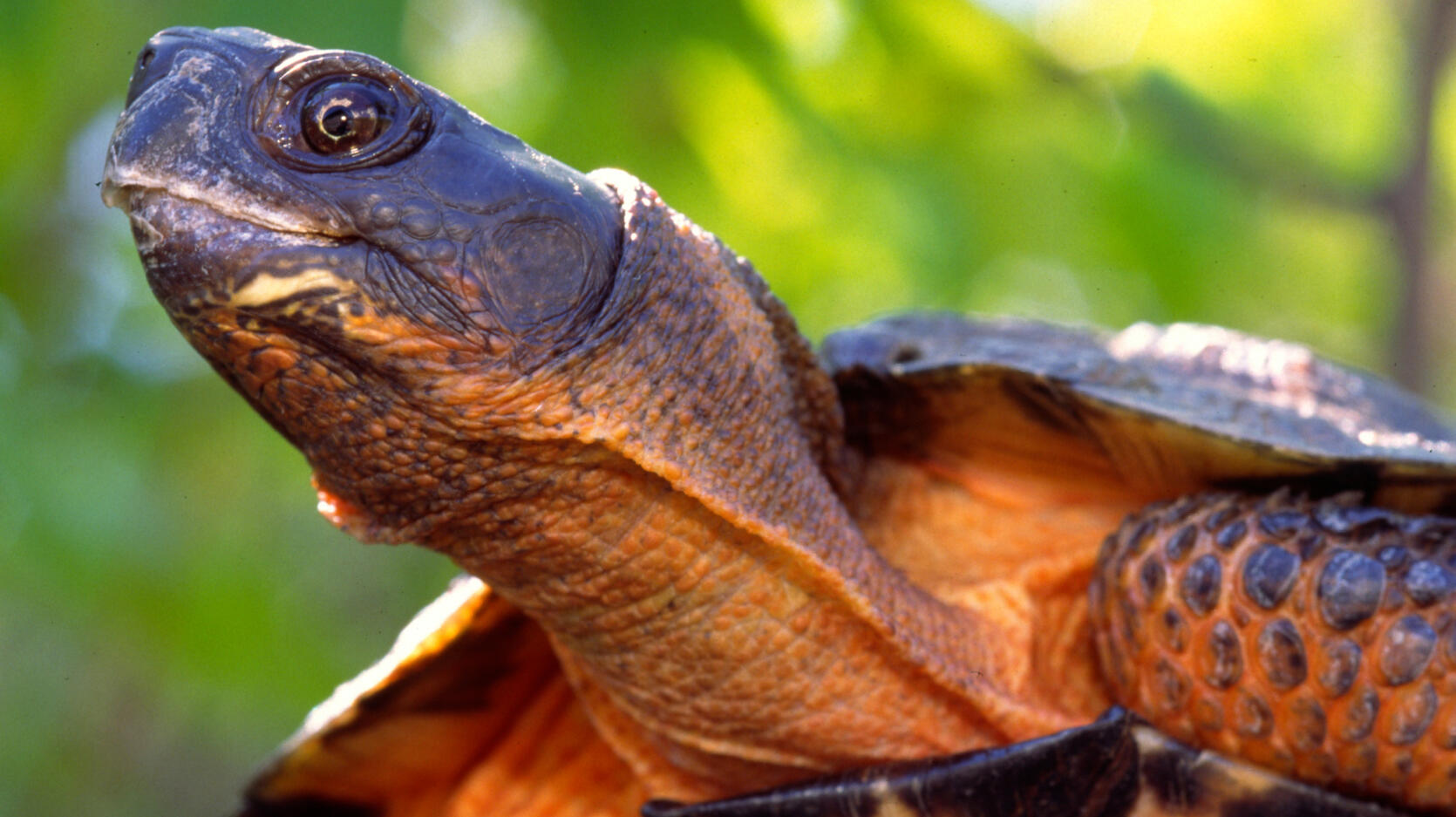 Rare wood turtle