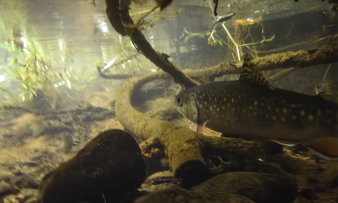 trout hiding in submerged woody habitat