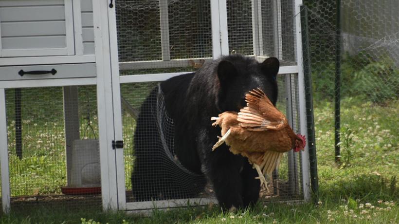 Bear leaving coop with chicken in its mouth