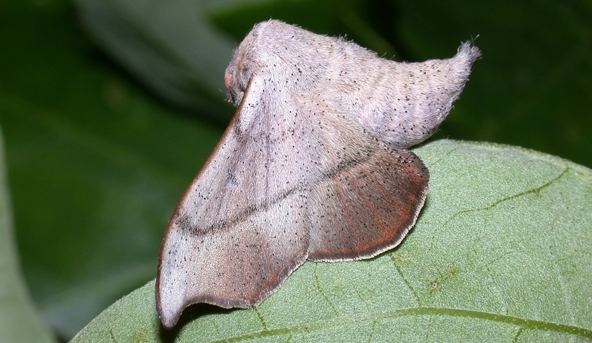 Melsheimer’s sack-bearer moth in daytime resting position