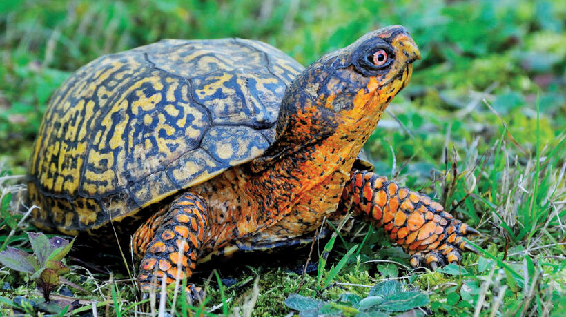 box turtle