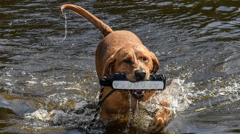 Dog retrieving in water