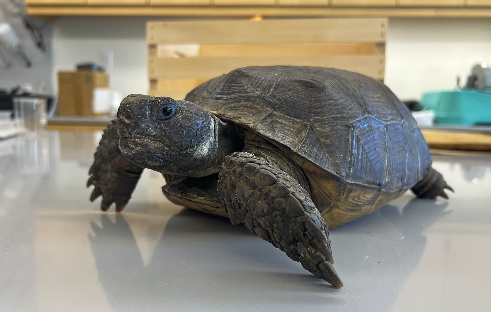 Turtles are vulnerable to illegal wildlife trade 