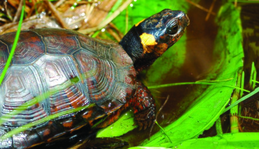 bog turtle