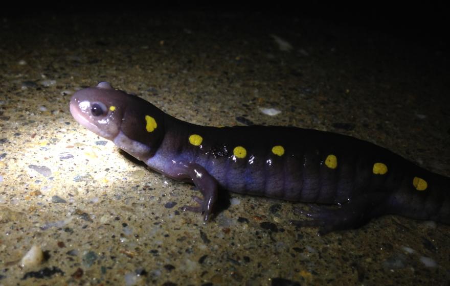 spotted salamander on a road