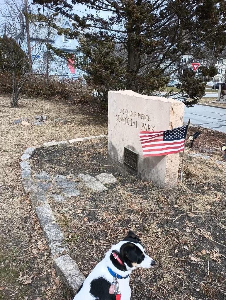 A dog sitting in a park