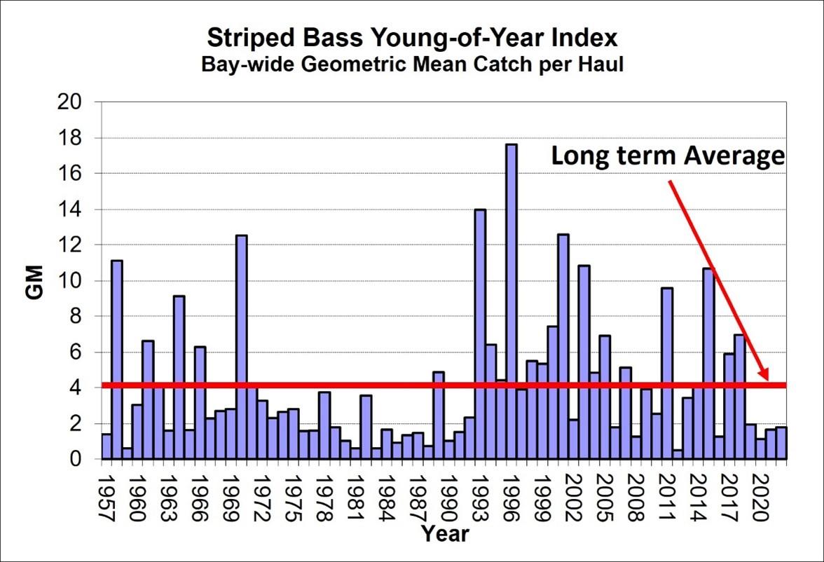 striped bass bar graph