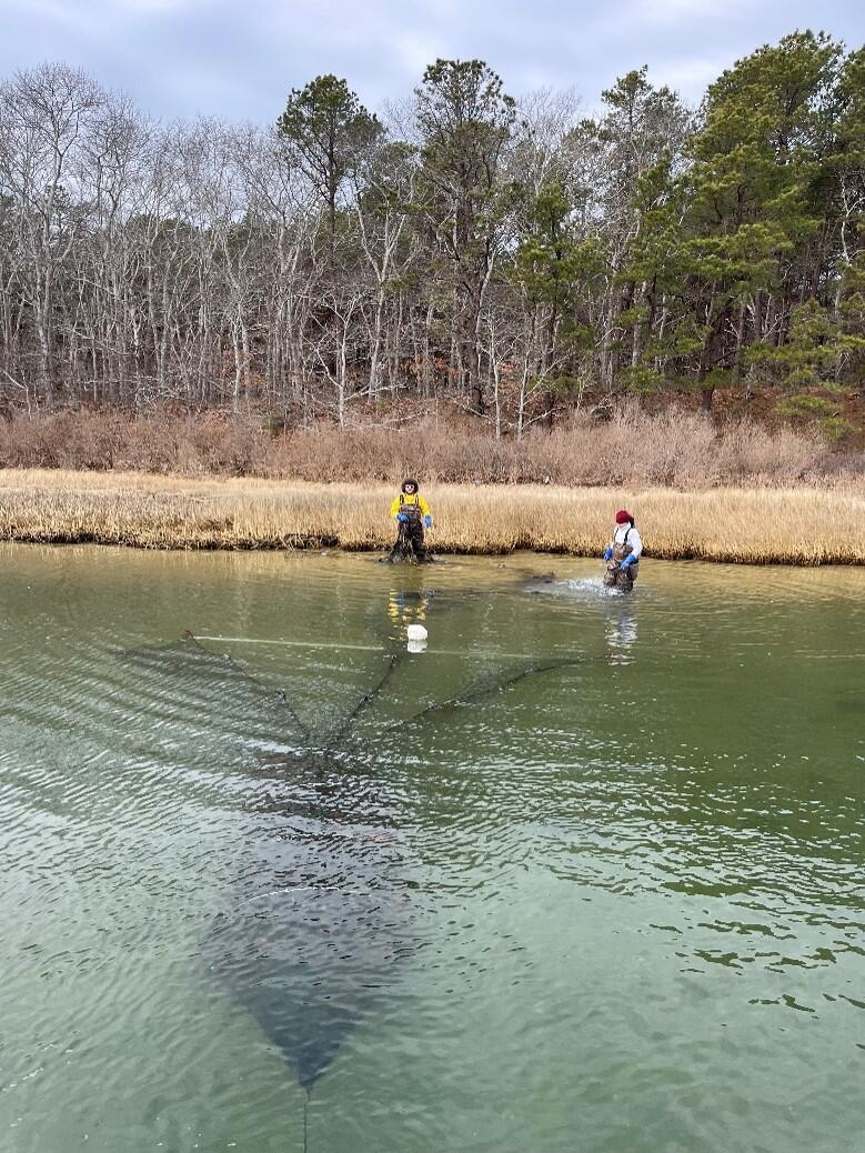 fyke net deployed in waquoit bay