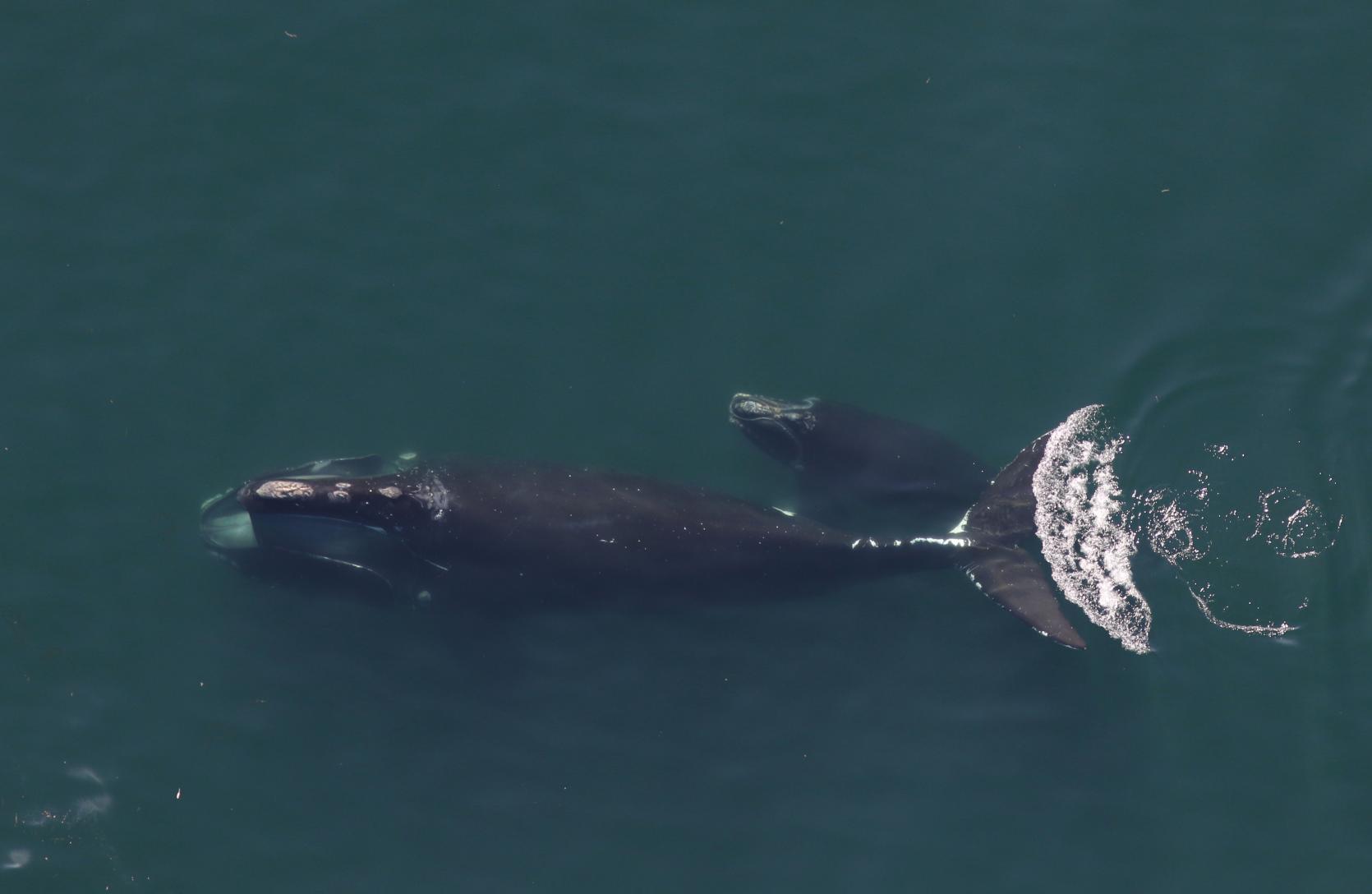 Right Whales, Center for Coastal Studies, permit number 25740-01