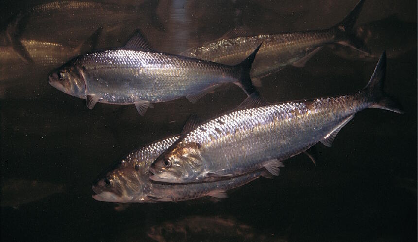 American shad