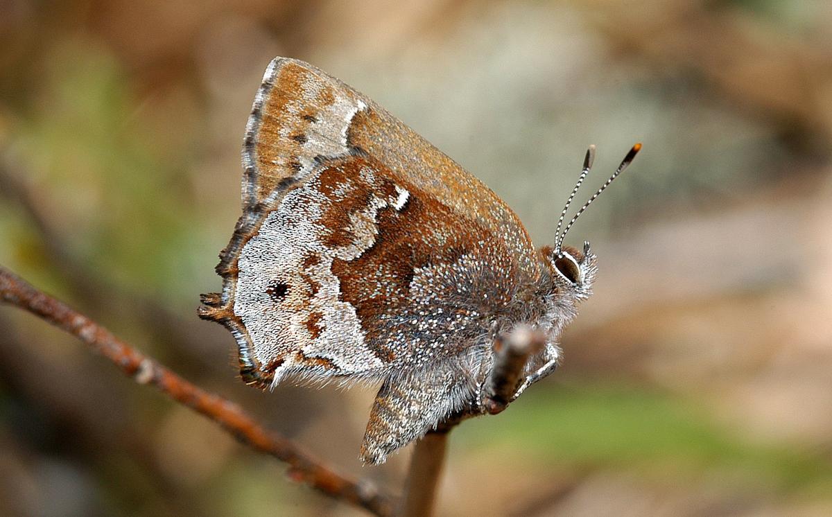 Frosted elfin butterfly