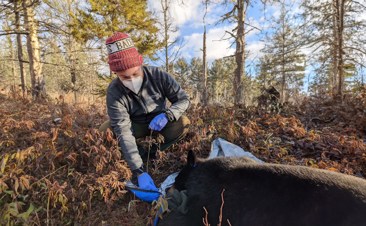 testing for wildlife disease