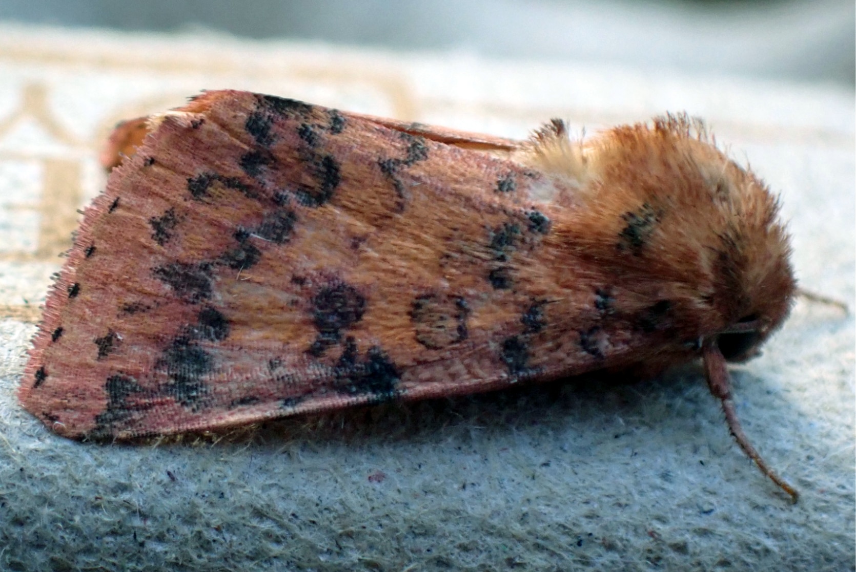 orange sallow moth