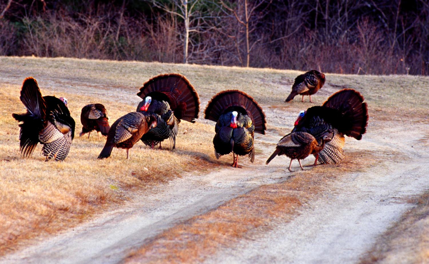 turkey flock